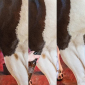 Trockenshampoo Green Spot & Dust Remover Almond 500ml Trockenshampoo Green Spot & Dust Remover Almond 500ml