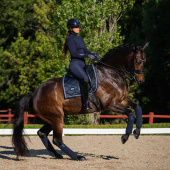 Bandagen ES Midnight Blue Bandagen ES Midnight Blue