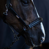 Anatomisches Lederhalfter ES Glimmer Black Edition Anatomisches Lederhalfter ES Glimmer Black Edition