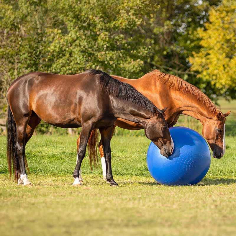 Pferdefußball Blau