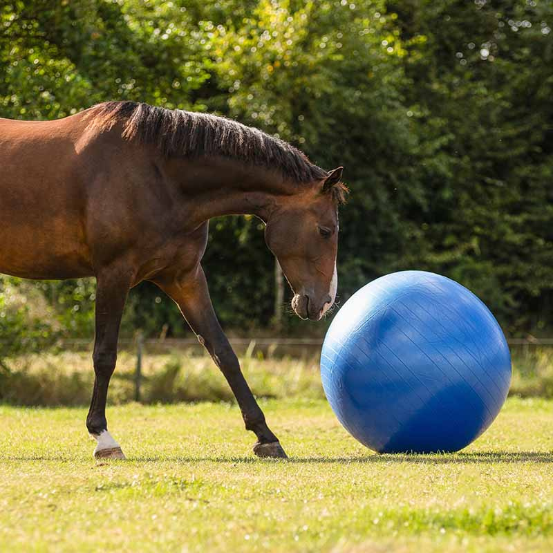 Pferdefußball Blau