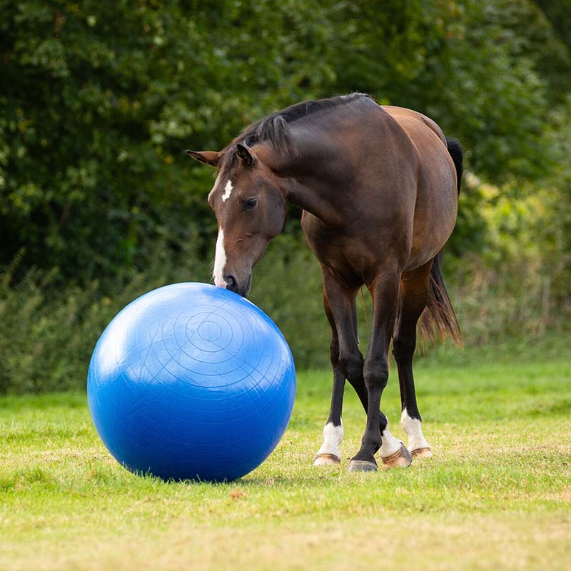 Pferdefußball Blau