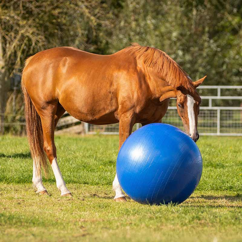 Pferdefußball Blau