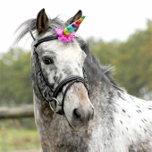 Unicorn Horn Rainbow Unicorn Horn Rainbow