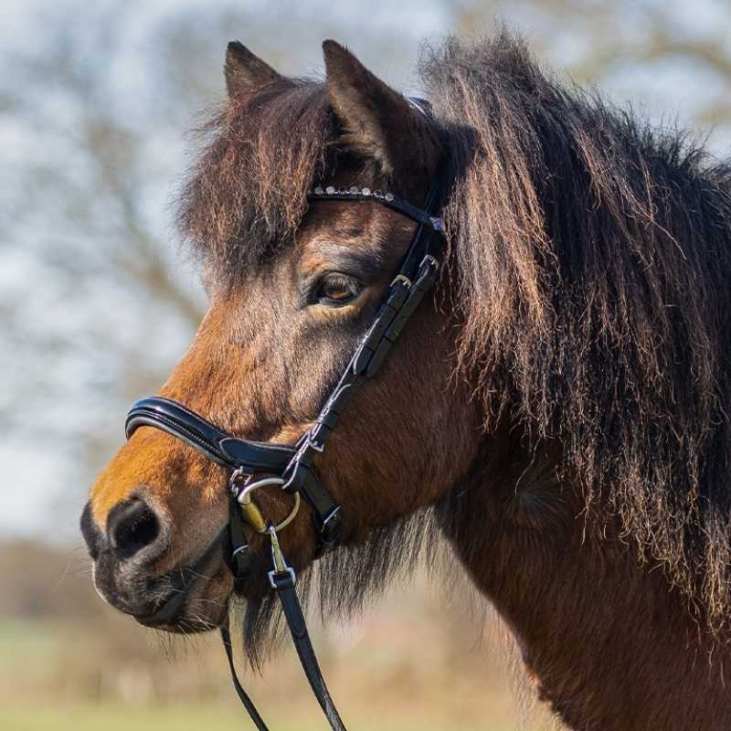 Trense Fjara Icelandic Schwarz