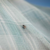 Fliegendecke Newmarket Witney Dynasty Fliegendecke Newmarket Witney Dynasty