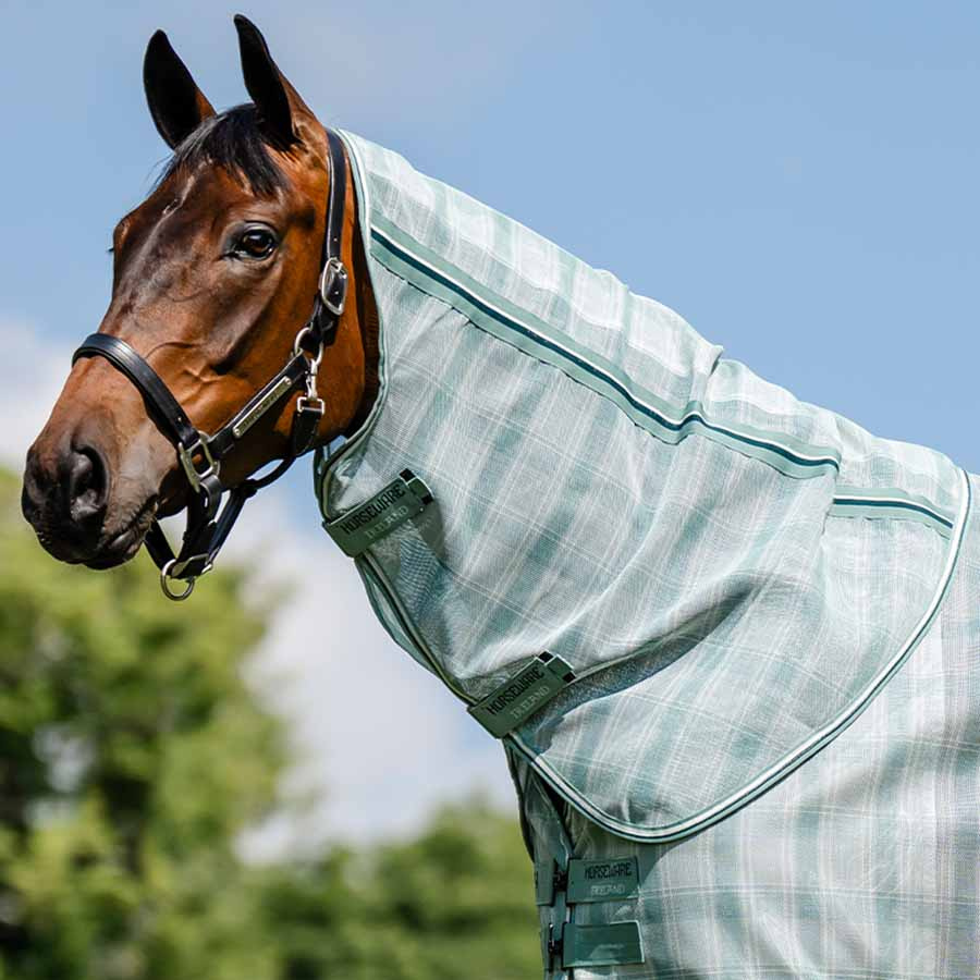 Halsteil Newmarket Witney Dynasty