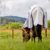 Fliegen- und Sommerdecke Amigo Airflow Plus Weiß/Grau/Blau Fliegen- und Sommerdecke Amigo Airflow Plus Weiß/Grau/Blau
