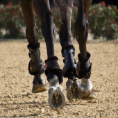 Tendon Boots eAirshock Legend Fluffy Schwarz Tendon Boots eAirshock Legend Fluffy Schwarz