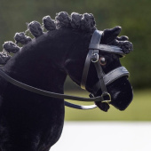 Trense Toy Pony Schwarz Trense Toy Pony Schwarz