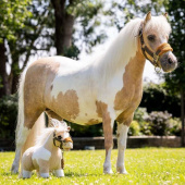 Spielzeugpferde Toy Pony Lemon Spielzeugpferde Toy Pony Lemon