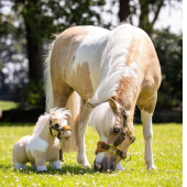 Spielzeugpferde Toy Pony Lemon Spielzeugpferde Toy Pony Lemon