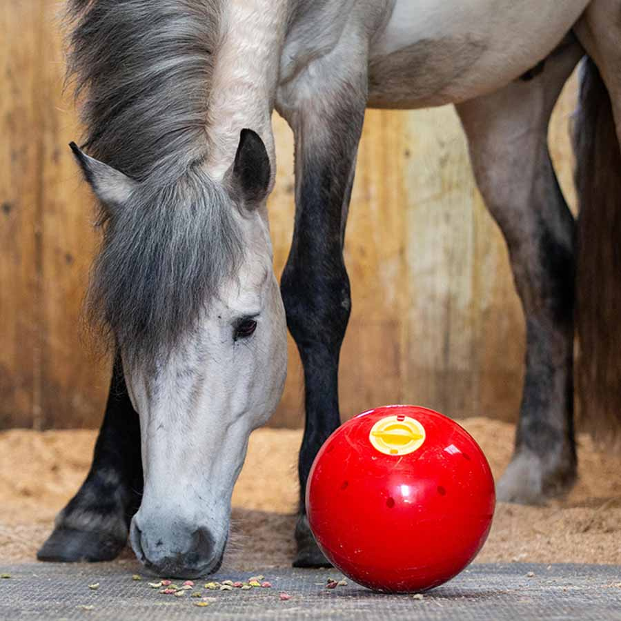 Leckerliball Snak-a-Ball Stufe 2 Rot