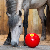 Leckerliball Snak-a-Ball Stufe 2 Rot Leckerliball Snak-a-Ball Stufe 2 Rot