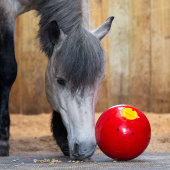 Leckerliball Snak-a-Ball Stufe 2 Rot Leckerliball Snak-a-Ball Stufe 2 Rot