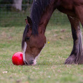 Leckerliball Snak-a-Ball Stufe 2 Rot Leckerliball Snak-a-Ball Stufe 2 Rot