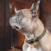 Hundehalsband Tweed/Leder Grün
