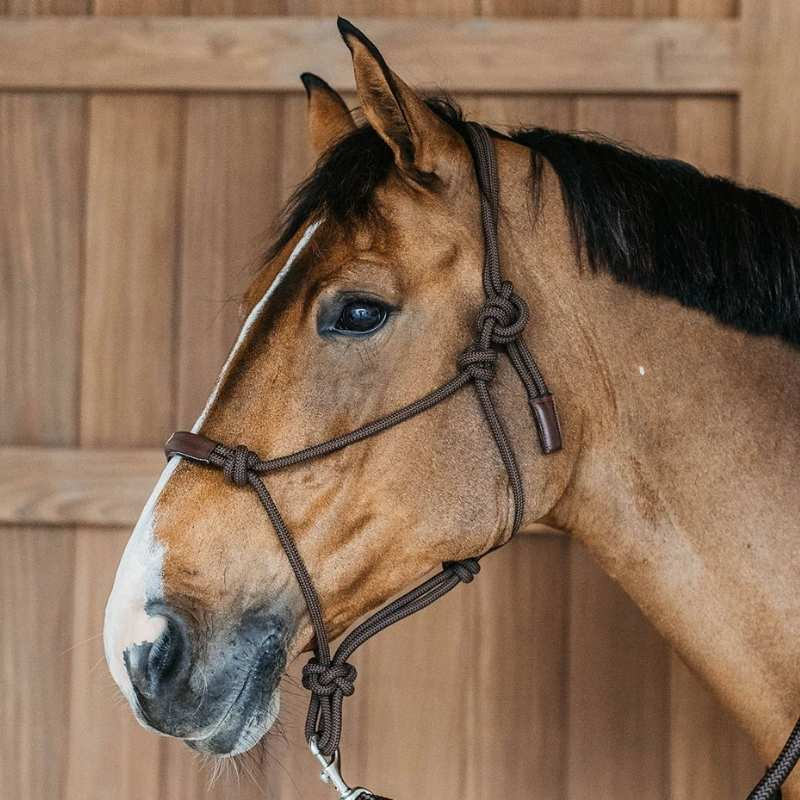 Seilhalfter Training WBD Braun